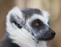Black and white ring-tailed lemur close up profile