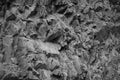 Black white rock texture. Mountain surface. Close-up. Gray rocky stone background Royalty Free Stock Photo