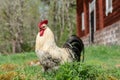 Black and white rooster with bright red comb looking really proud Royalty Free Stock Photo