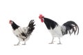 black and white rooster and chicken isolated on white