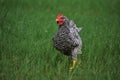 Black and white rooster chicken running Royalty Free Stock Photo