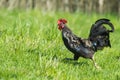 Black and white rooster chicken running in green grass Royalty Free Stock Photo