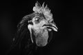 Black and white rooster portrait Royalty Free Stock Photo