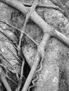 Black and white , root of the tree Royalty Free Stock Photo