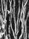 Black and white root of tree