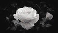 White roses against dark background. Royalty Free Stock Photo