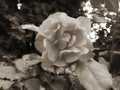 Black and white rose