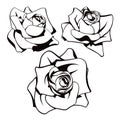 Black and White Rose Bloom Graphic Set