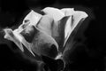 Black and White Rose with dark background.
