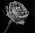 Abstract Black and White Rose