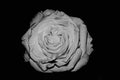 Black and White Rose Flower Detail Beautiful