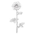 Black and white rose flower in engraving style with leaves and stem. Hand drawn vector rosebud