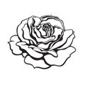 Black and white rose flower fully open. Design element for tattoo, stencil, greeting cards, flower shops. Vector Royalty Free Stock Photo
