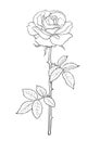 Black and white rose flower with leaves and stem. Decorative element for tattoo, greeting card, wedding invitation. Hand