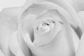 Black and white rose in macro scale Royalty Free Stock Photo