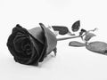 A black and white rose on place alone on the ground on a white background. Royalty Free Stock Photo