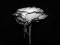 Black & White Rose 002