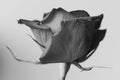 A lovely black and white photo of a rose with a single drop of water on one of its petals- stock photo Royalty Free Stock Photo