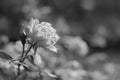 Black and white Rose in sun Royalty Free Stock Photo