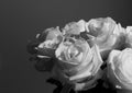 Black and White rose for valentine`s card or anyversary Royalty Free Stock Photo