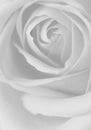 Black and white roses Royalty Free Stock Photo