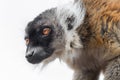 Black and white ruff necked lemur