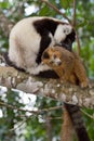 Black and White Ruffed and Crowned Lemurs Royalty Free Stock Photo