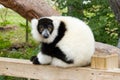 Black & White Ruffed Lemur Royalty Free Stock Photo