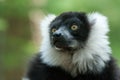 Black and White Ruffed Lemur Royalty Free Stock Photo