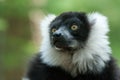 Black and White Ruffed Lemur