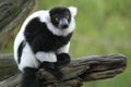 Black-and-white ruffed lemur Royalty Free Stock Photo