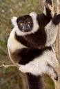 Black and White Ruffed Lemur Royalty Free Stock Photo