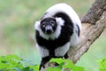 Black-and-white ruffed lemur Royalty Free Stock Photo