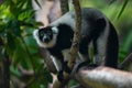 Black and white ruffed lemur Varecia variegata MADAGASCAR Royalty Free Stock Photo