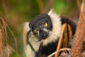 black and white ruffed lemur in its natural habitat, Madagascar Royalty Free Stock Photo