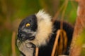 black and white ruffed lemur in its natural habitat, Madagascar Royalty Free Stock Photo