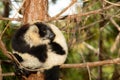 black and white ruffed lemur in its natural habitat, Madagascar Royalty Free Stock Photo