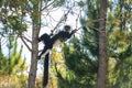 black and white ruffed lemur in its natural habitat, Madagascar Royalty Free Stock Photo