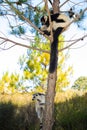 black and white ruffed lemur in its natural habitat, Madagascar Royalty Free Stock Photo