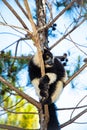 black and white ruffed lemur in its natural habitat, Madagascar Royalty Free Stock Photo