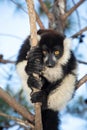 black and white ruffed lemur in its natural habitat, Madagascar Royalty Free Stock Photo