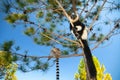 black and white ruffed lemur in its natural habitat, Madagascar Royalty Free Stock Photo