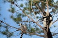 black and white ruffed lemur in its natural habitat, Madagascar Royalty Free Stock Photo