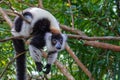 Black And White Ruffed Lemur Royalty Free Stock Photo