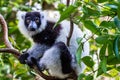 Black And White Ruffed Lemur Royalty Free Stock Photo