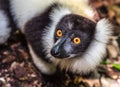 Black-and-white ruffed lemur of Madagascar Royalty Free Stock Photo