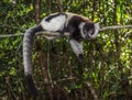 Black-and-white ruffed lemur of Madagascar Royalty Free Stock Photo