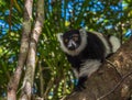 Black-and-white ruffed lemur of Madagascar Royalty Free Stock Photo