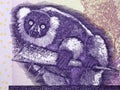 Black-and-white ruffed lemur from Madagascar money