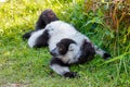 Black-and-white ruffed lemur, Madagascar Wildlife Royalty Free Stock Photo